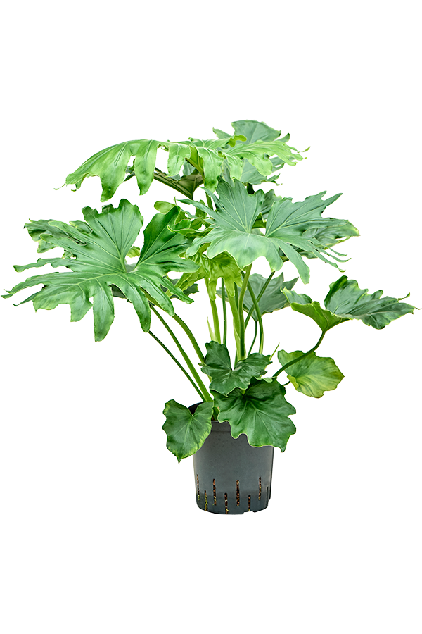 Hydroplant Philodendron Selloum