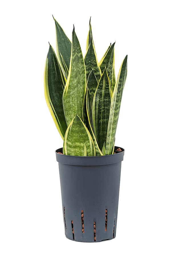 Hydroplant Sansevieria Trifasciata Canari