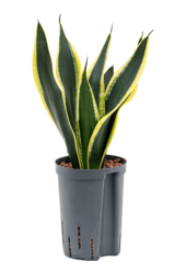 Hydroplante Sansevieria Trifasciata Super Flame