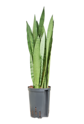 Hydroplante Sansevieria Trifasciata Silver Mist