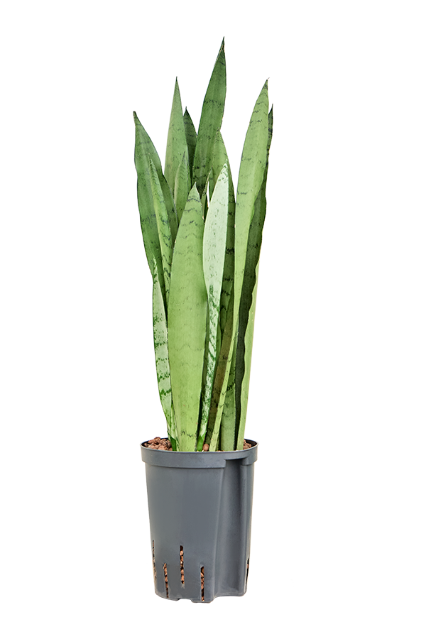 Hydroplante Sansevieria Trifasciata Silver Mist