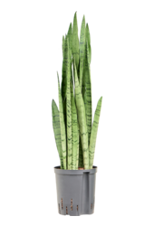 Hydroplante Sansevieria Trifasciata Silver Mist