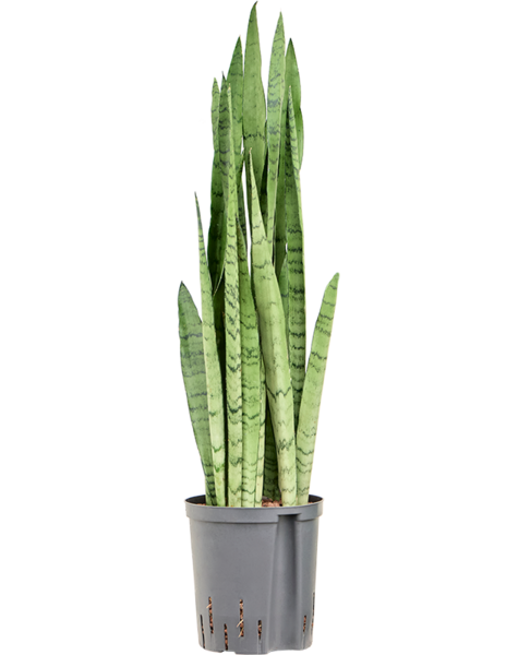 Hydroplante Sansevieria