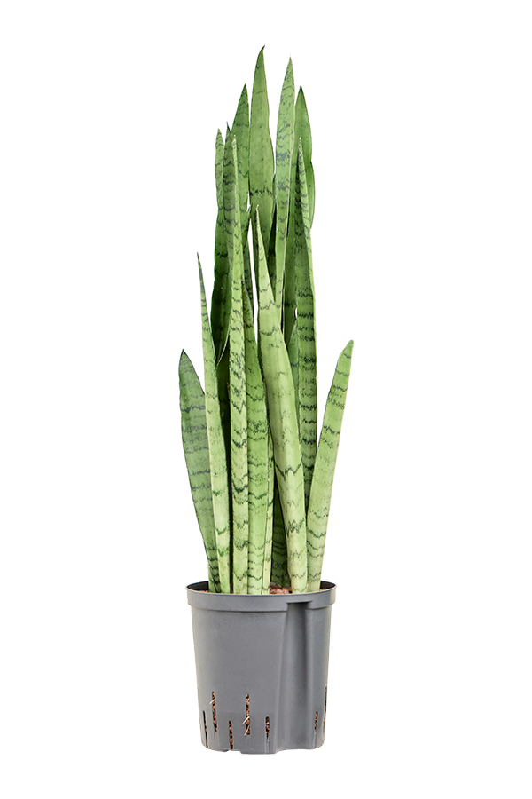 Hydroplante Sansevieria Trifasciata Silver Mist