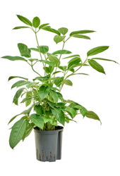 Hydroplant Schefflera Actinophylla