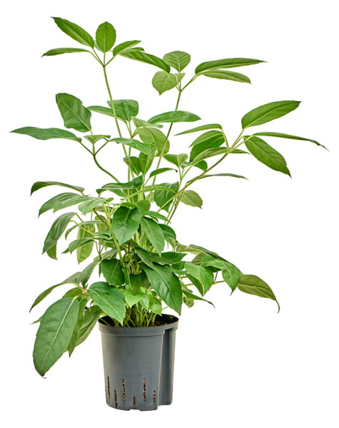 Hydroplant Schefflera