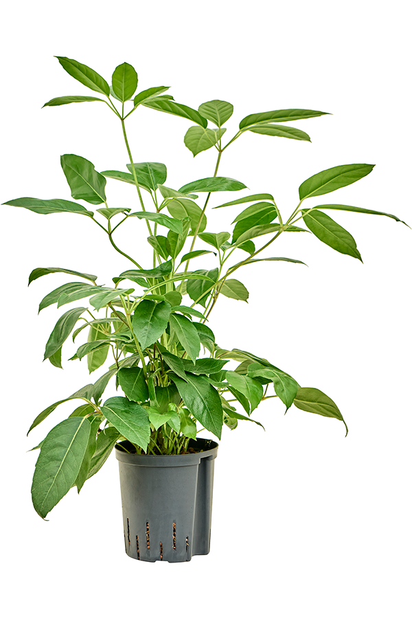 Hydroplant Schefflera Actinophylla