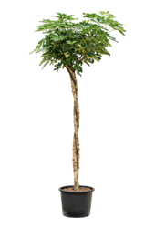 Hydroplante Schefflera Arboricola Gold Capella