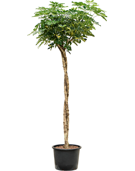 Hydroplante Schefflera