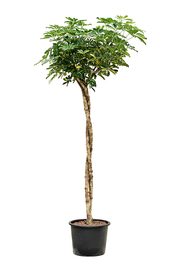 Hydroplante Schefflera Arboricola Gold Capella