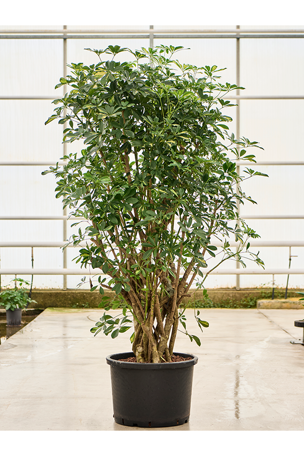 Hydroplant Schefflera Arboricola Gold Capella