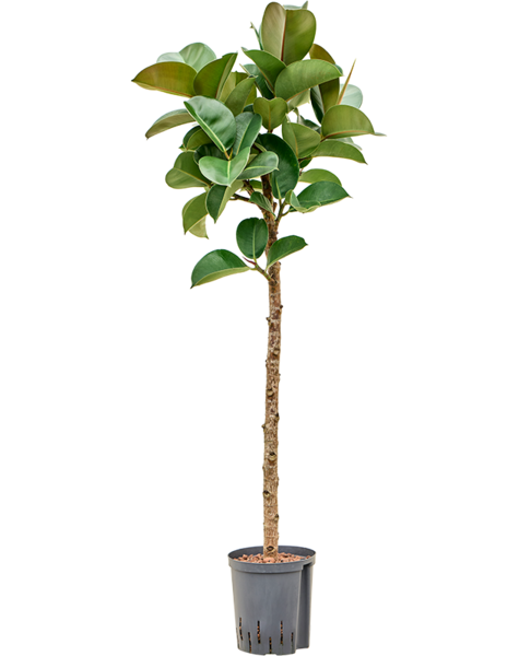 Hydroplant Ficus