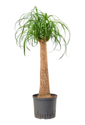 Hydroplante Beaucarnea Recurvata