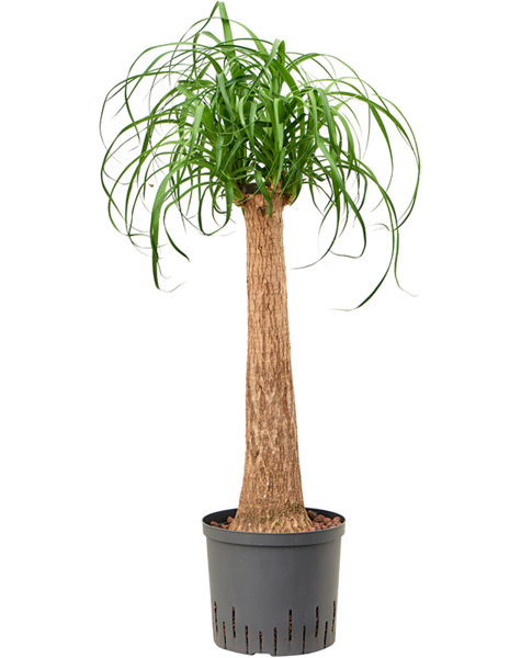 Hydroplante Beaucarnea