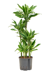 Hydroplante Dracaena Fragrans Golden Coast