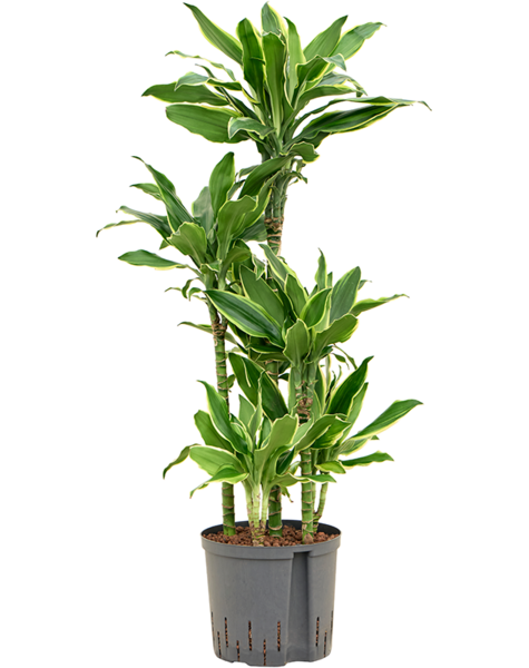Hydroplante Dracaena