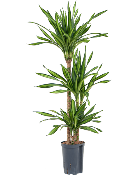 Hydroplant Dracaena