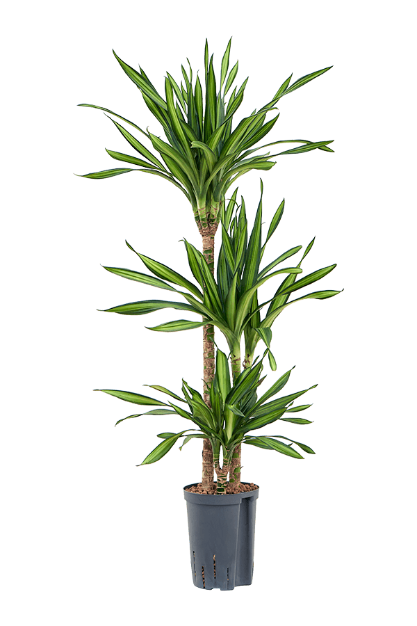 Hydroplant Dracaena Fragrans Riki