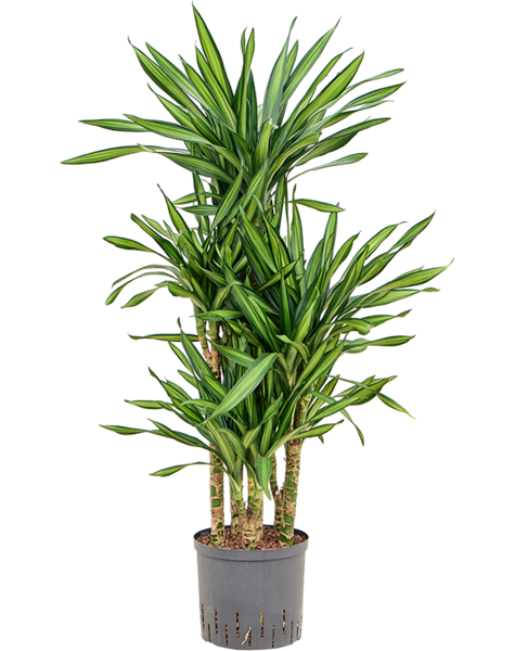 Hydroplante Dracaena