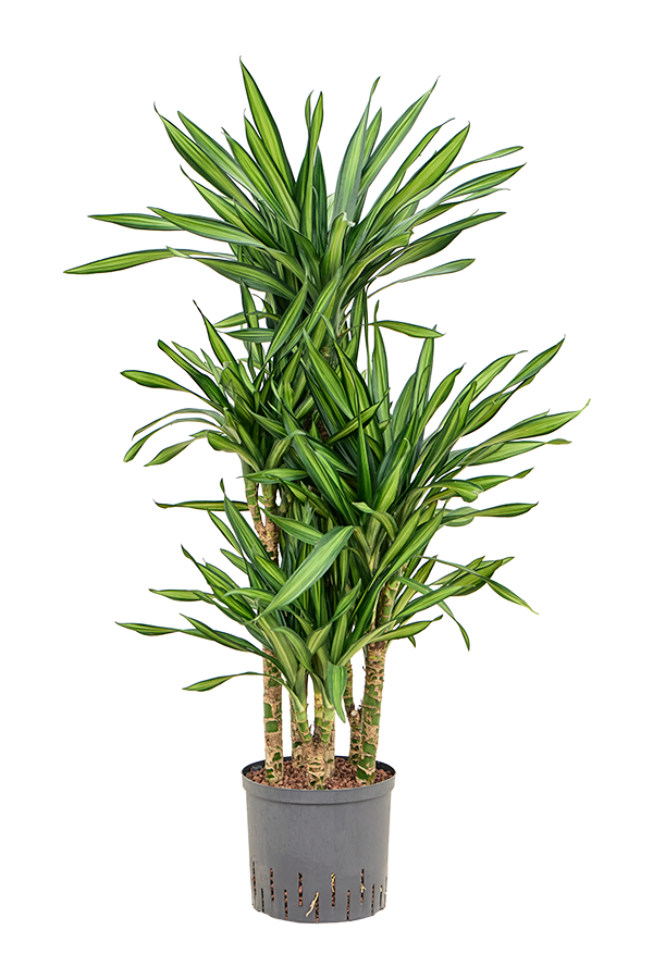 Hydroplante Dracaena Fragrans Riki