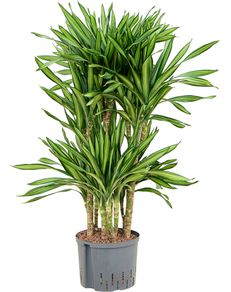 Hydroplante Dracaena