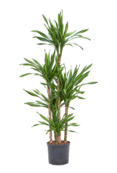 Hydroplante Dracaena Fragrans Riki