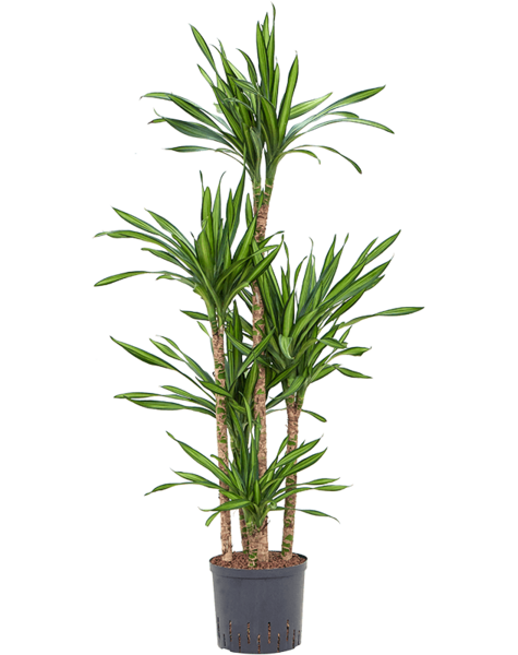 Hydroplante Dracaena
