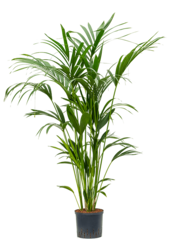 Hydroplant Kentia (Howea) Forsteriana