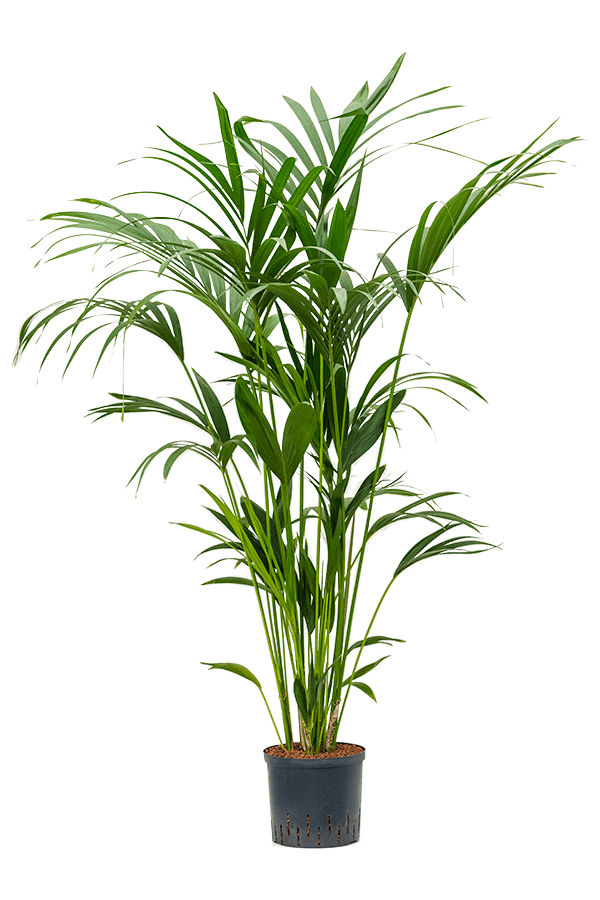 Hydroplant Kentia (Howea) Forsteriana