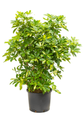 Hydroplante Schefflera Arboricola Gold Capella