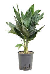 Hydroplant Chamaedorea Metallica