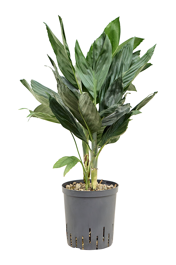 Hydroplant Chamaedorea Metallica