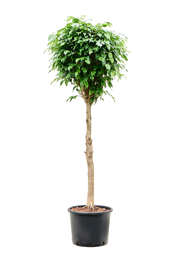 Hydroplant Ficus Benjamina Danielle