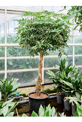 Hydroplante Schefflera Arboricola Compacta