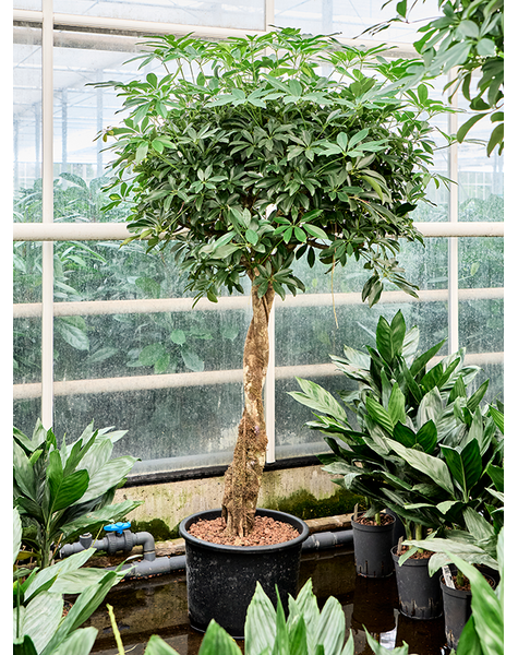 Hydroplante Schefflera