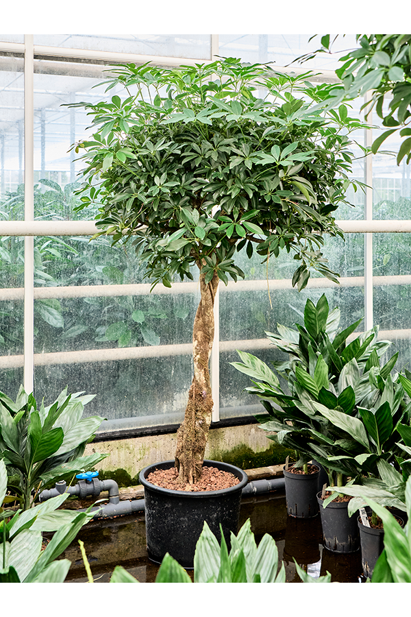 Hydroplante Schefflera Arboricola Compacta