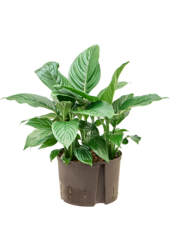 Hydroplante Spathiphyllum Hybrides
