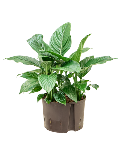 Hydroplante Spathiphyllum