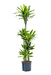 Hydroplante Dracaena Fragrans Golden Coast