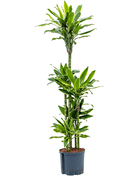Hydroplante Dracaena