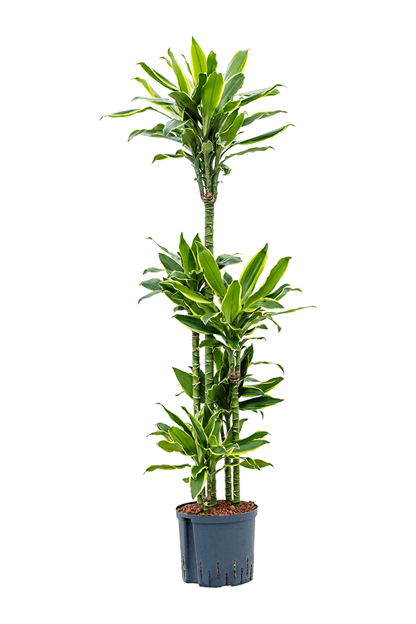 Hydroplant Dracaena Fragrans Golden Coast