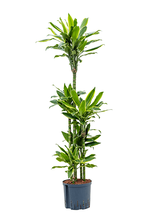 Hydroplante Dracaena Fragrans Golden Coast