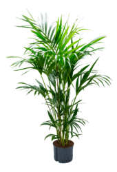 Plante hydroponique Kentia (Howea) Forsteriana