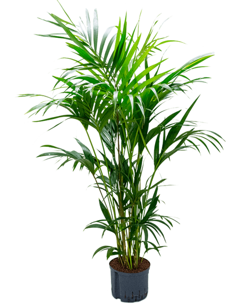 Plante hydroponique Kentia