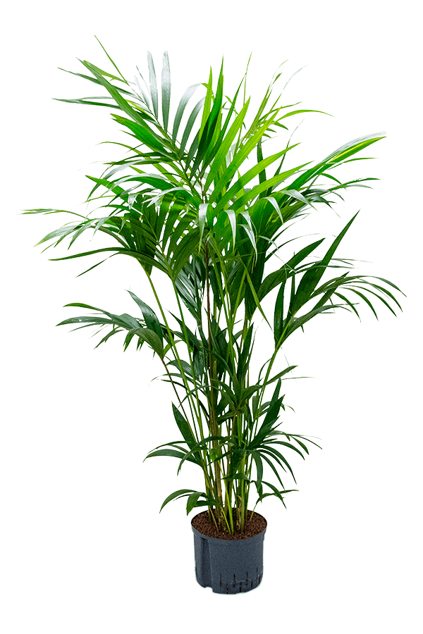Plante hydroponique Kentia (Howea) Forsteriana