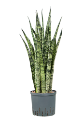 Hydroplante Sansevieria Zeylanica