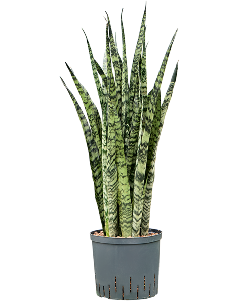 Hydroplante Sansevieria