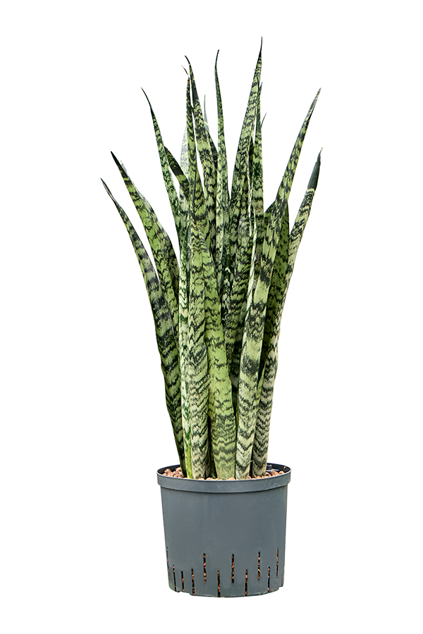 Hydroplante Sansevieria Zeylanica