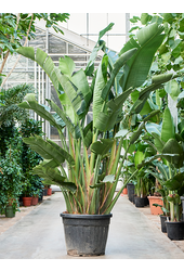 Strelitzia Nicolai (250cm et plus)