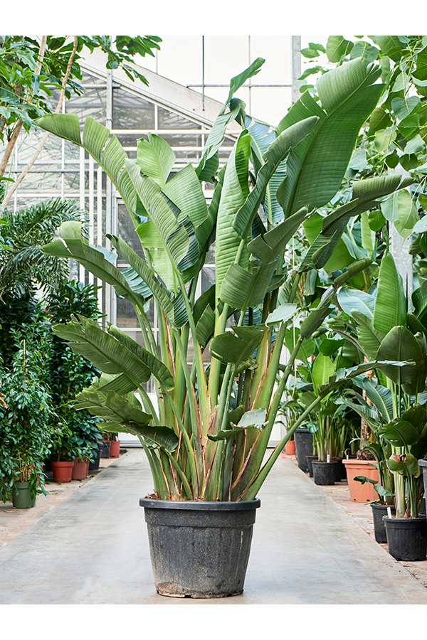Strelitzia Nicolai (250cm et plus)